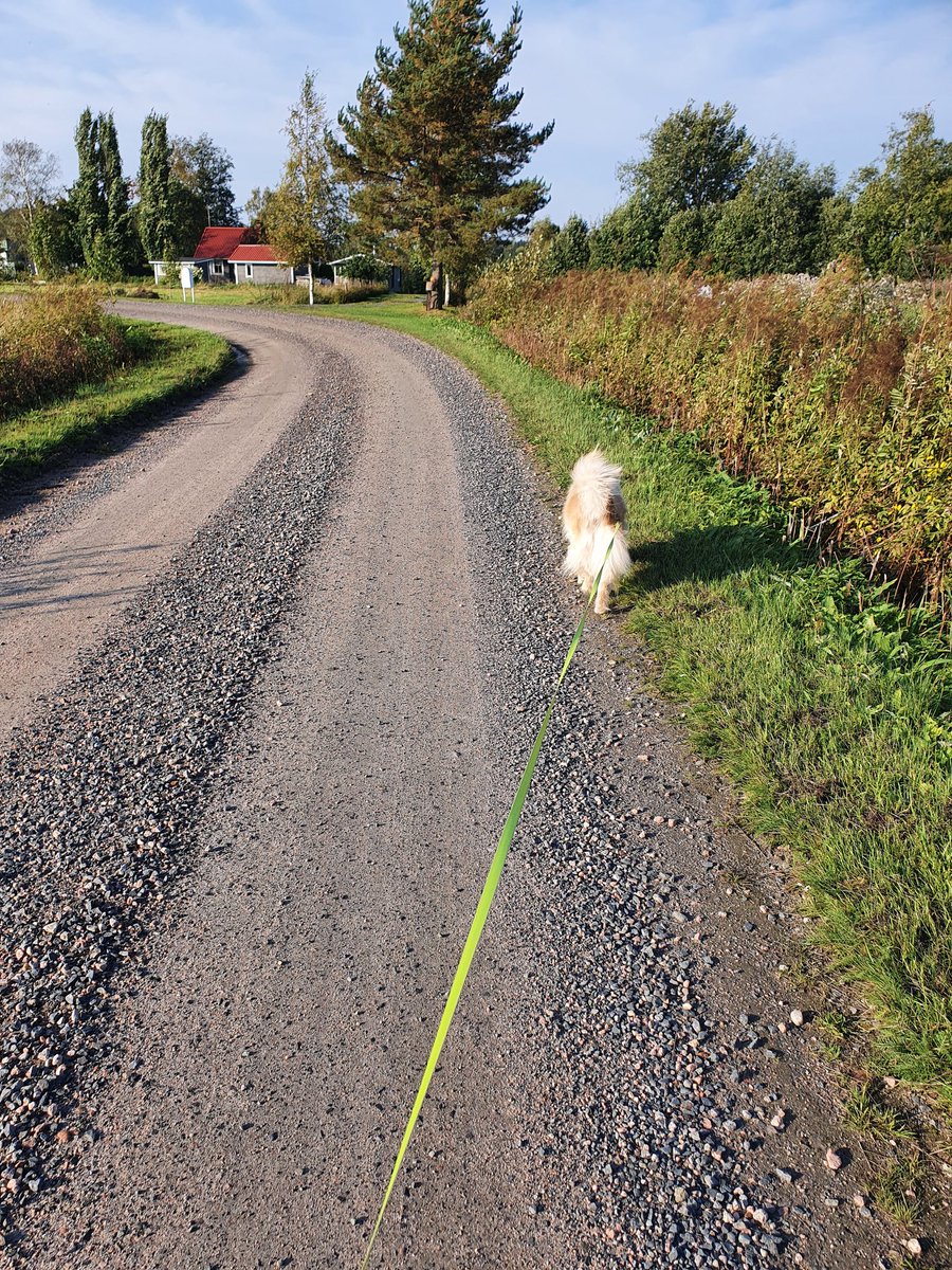 EqueesAmazin's tweet photo. @Topi_the_dog Samoin meikälle https://t.co/WJilW85sYh