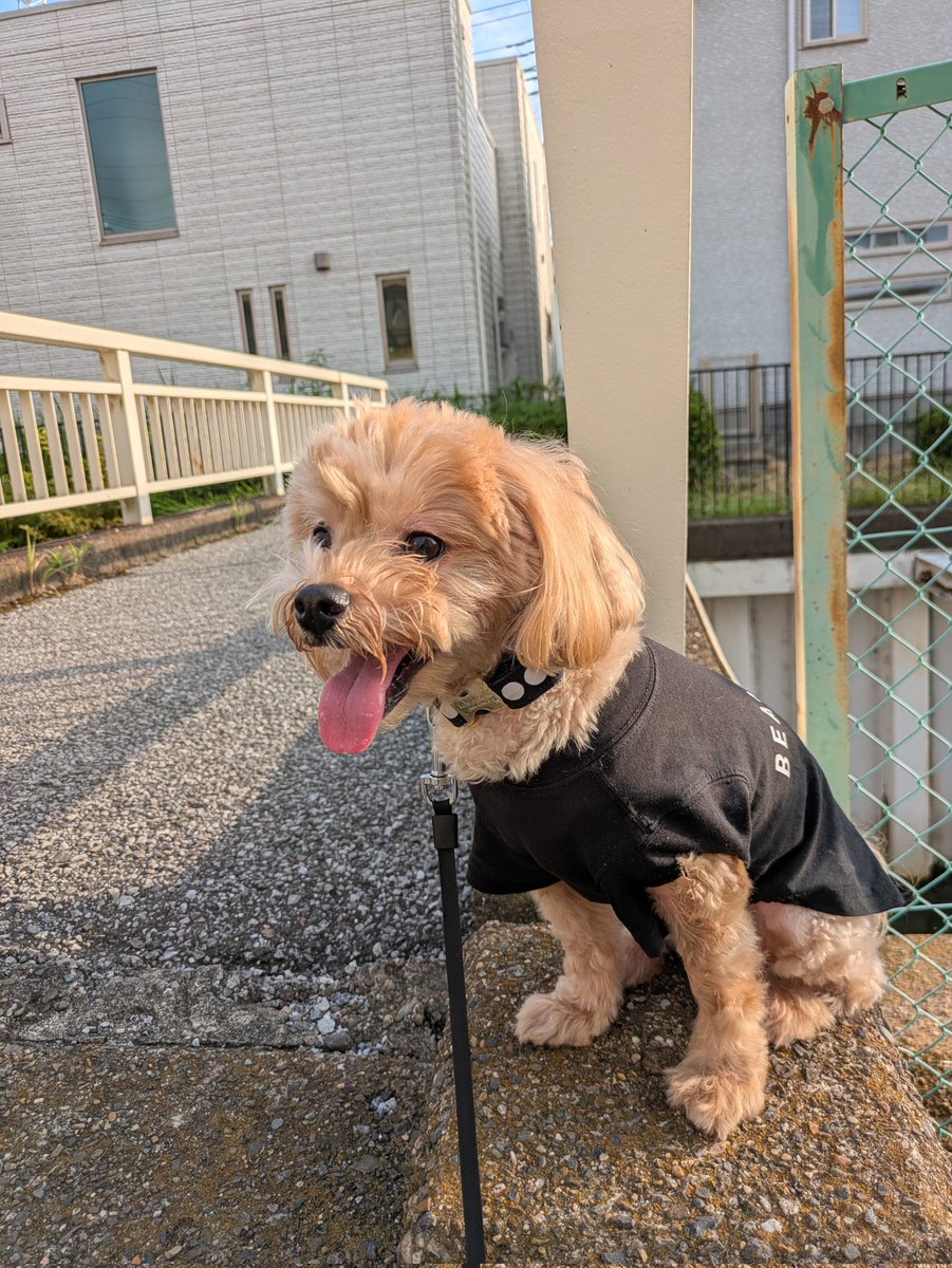 狛犬フィルくん。橋の横にオスワリして通る人に挨拶してました😊人間大好きワンコです。