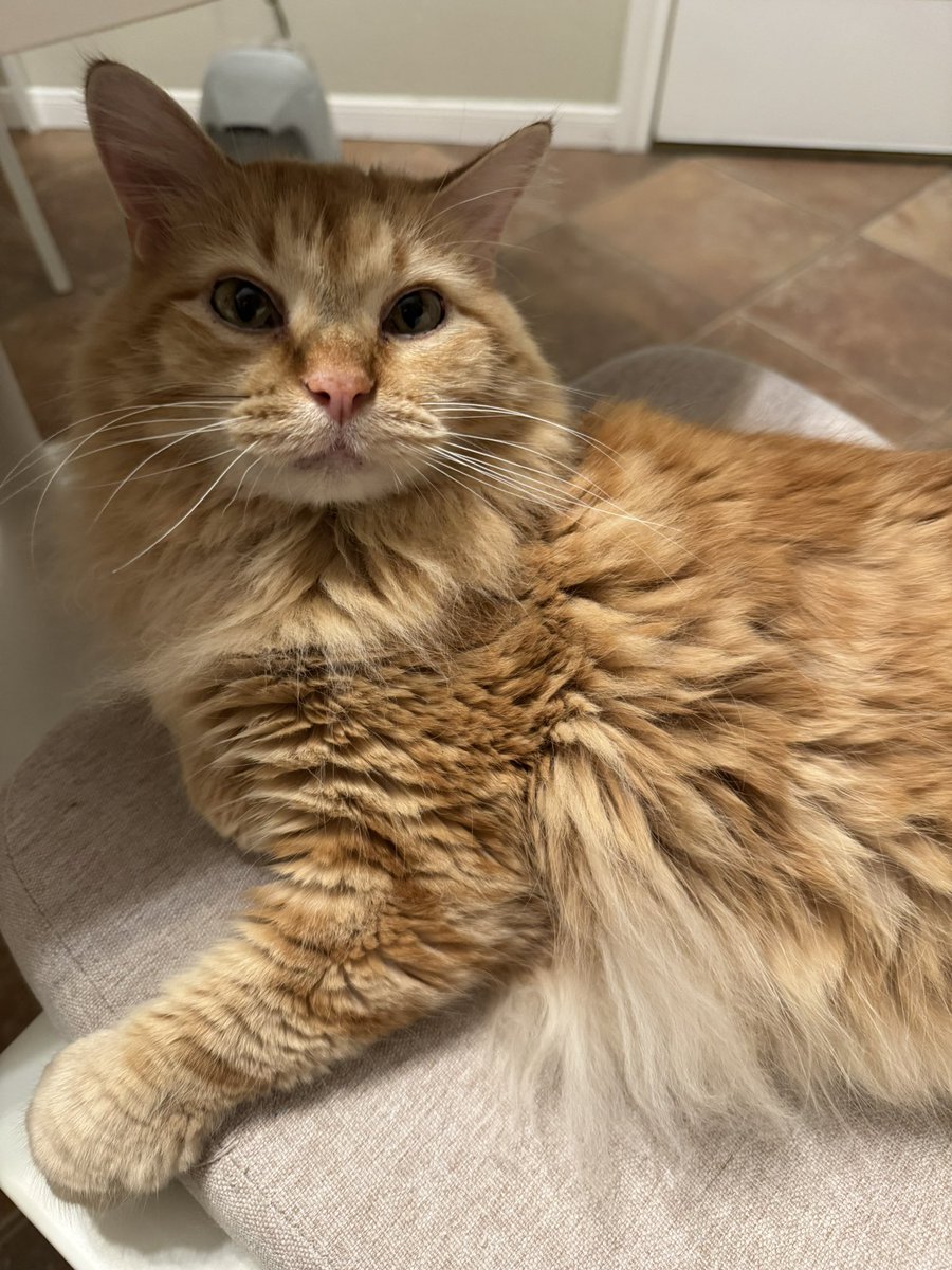 NoritheCat17's tweet image. Posting a pic of Nori for every win (83)

@astros #Astros #BuiltForThis