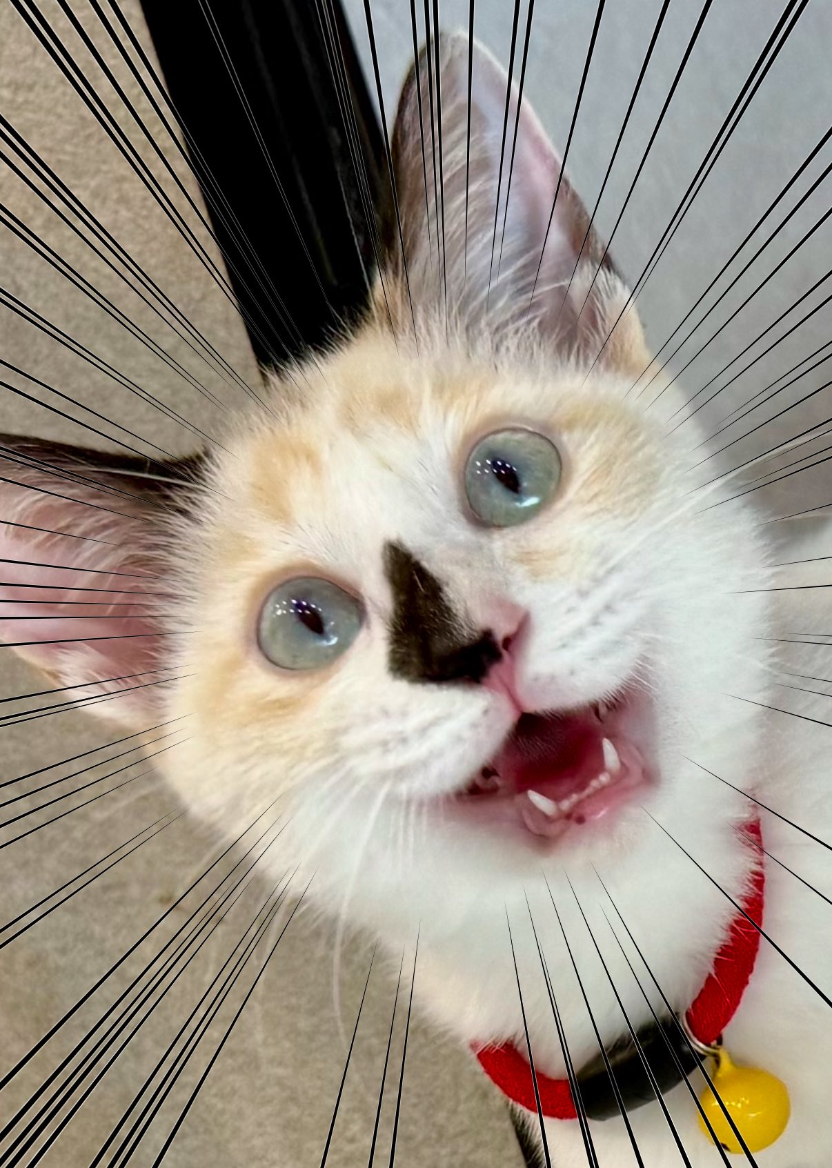 ねこページ Amazon.com: 今日のこねこのチー(1) (KCデラックス