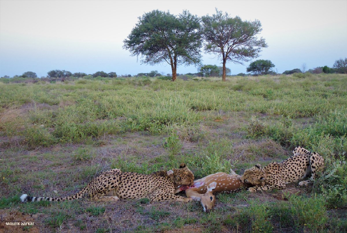 ntca_india's tweet image. Project Cheetah is reshaping how we view grassland conservation, predator-prey dynamics, and ecological restoration in India.

This ambitious initiative is helping us refine wildlife conservation strategies that will safeguard not only cheetahs but also the open natural…