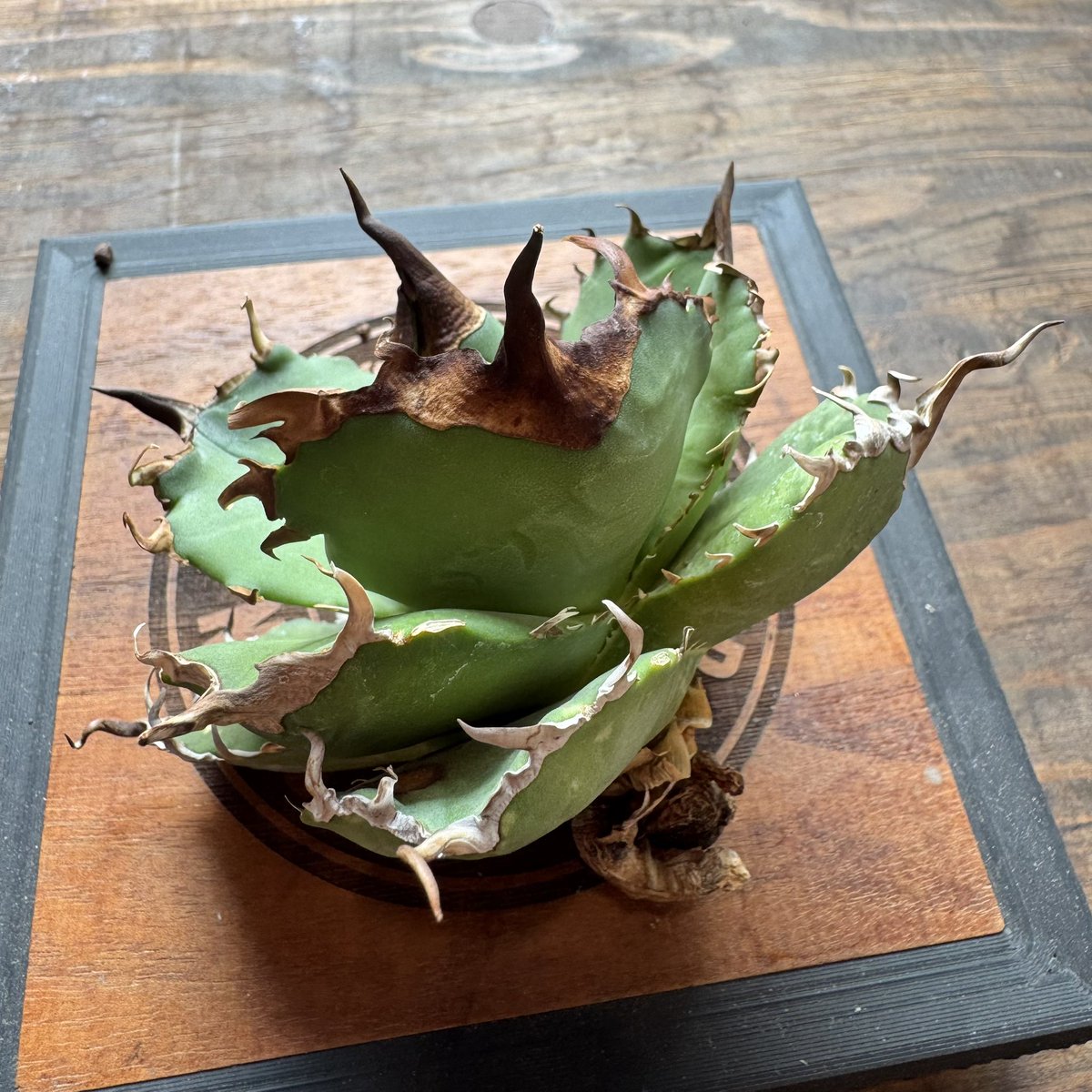 CALIFORNIA PLANTS tweet media