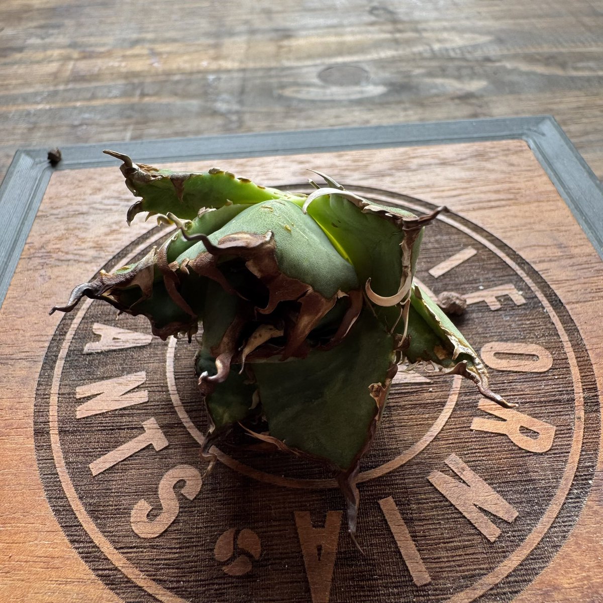 CALIFORNIA PLANTS tweet media