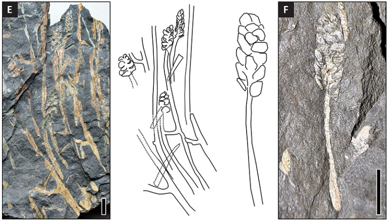 Palaeontologia Electronica (@palaeoe) on Twitter photo Newly discovered fossil plant material from #Belgium helps us estimate the age of the surrounding rock. These Zosterophyllum plants allow scientists to  compare different localities, and reconstruct what the environment may have looked like, nearly 410 million years ago! Newly discovered fossil plant material from #Belgium helps us estimate the age of the surrounding rock. These Zosterophyllum plants allow scientists to  compare different localities, and reconstruct what the environment may have looked like, nearly 410 million years ago!