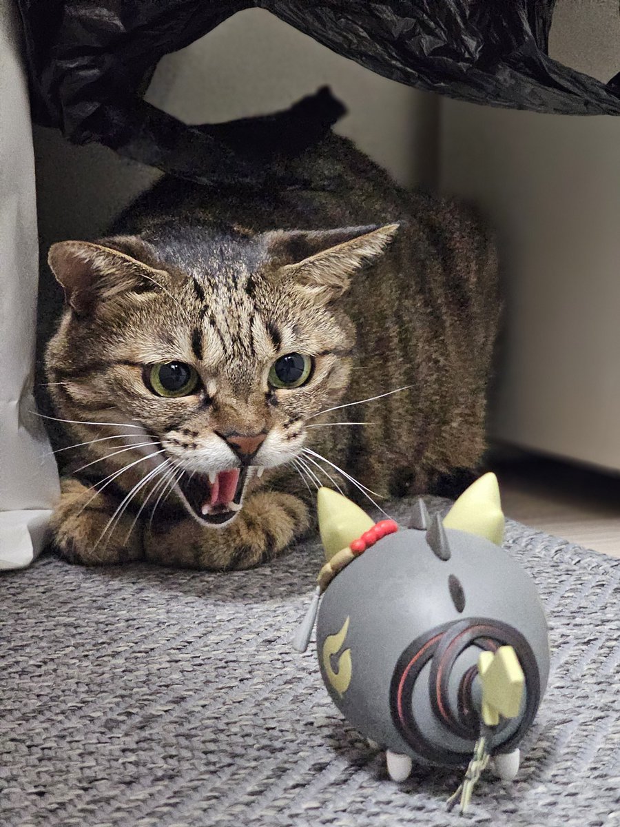 총웨 버블과 고양이