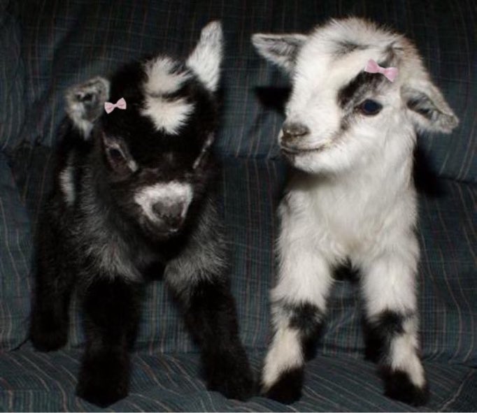 omnihorror's tweet image. Tú la blanca.