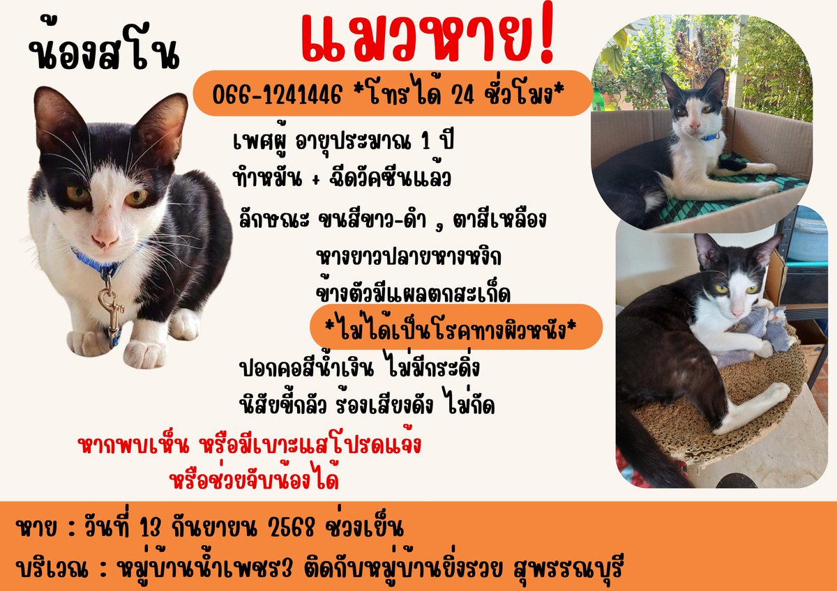 Greep *หาแมวหายในปักหมุด* ✨️🐱 tweet media