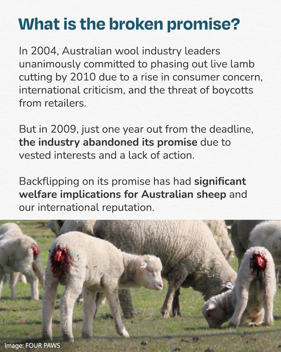 Australian Alliance for Animals tweet media
