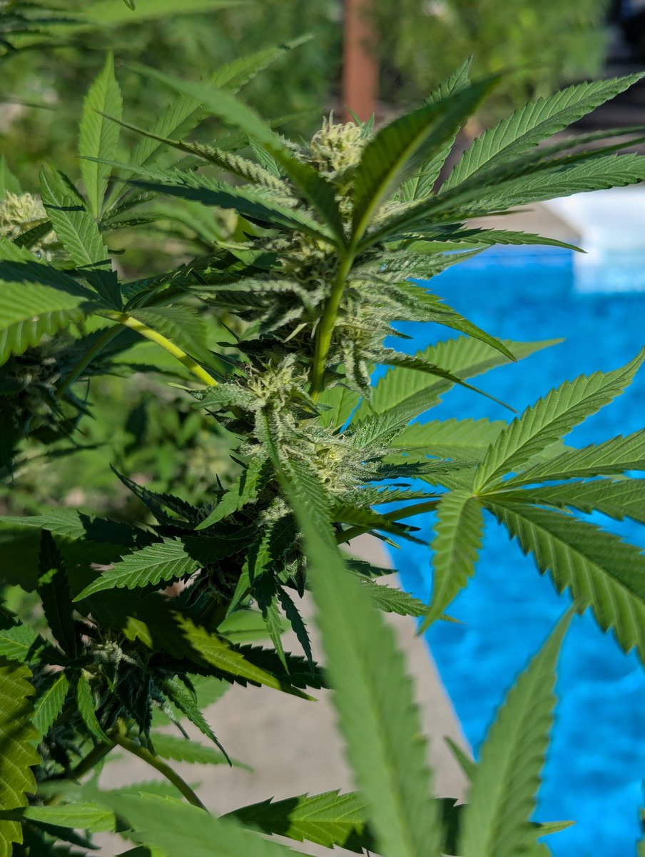 breeder_steve's tweet image. This Gorilla Glue #PoolBud has just started to resinate.
May the sun keep shining!
#LivingSoil