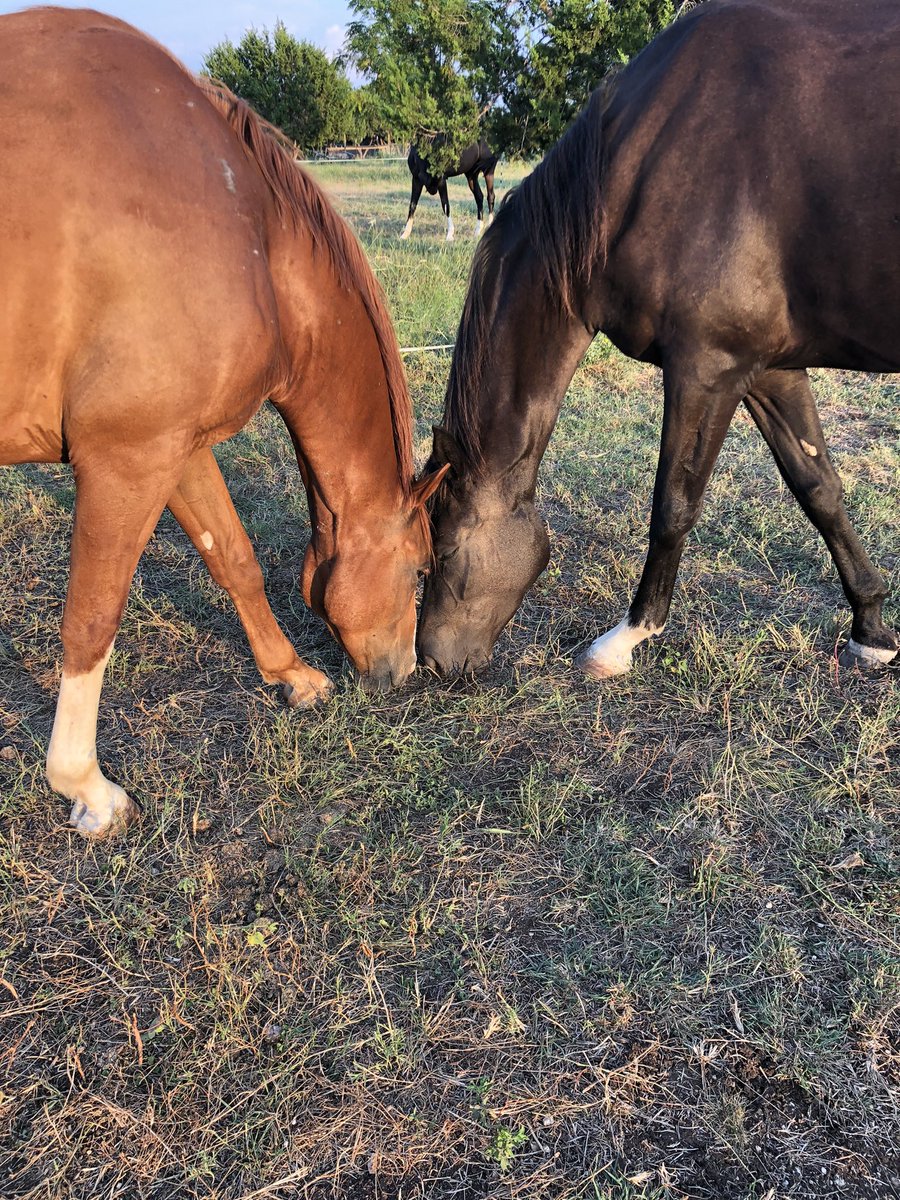 Red’s true love Bella