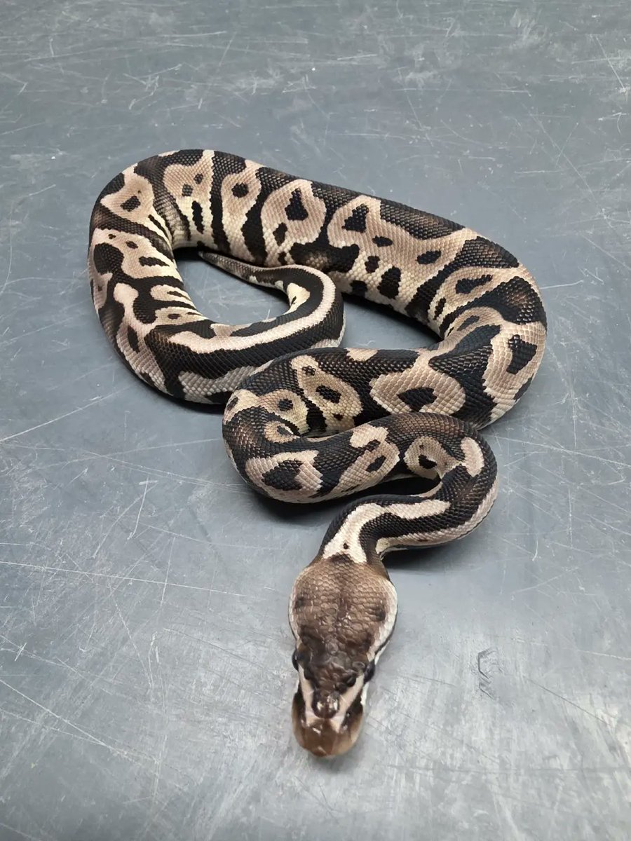 KaoticMorphz's tweet image. PASTEL LEOPARD VPI AXANTHIC 🐍

#MORPHMARKET
#KAOTICMORPHZ
#BABYBALLPYTHON