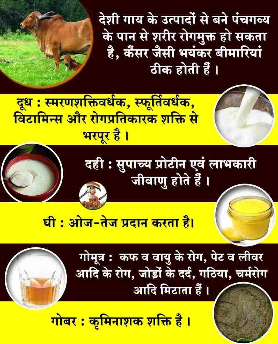 Arti Singh ЁЯЗоЁЯЗ│ (@singh312bapuji) on Twitter photo <a href="/RajokriAshram/">Ashram Rajokri Delhi</a> #GauSewa
Sant Shri Asharamji Bapu -
Desi Gau Ke Labh
рджреЗрд╕реА рдЧрд╛рдп рдХрд╛ рджреВрдз рд░рд╕рд╛рдпрди рдкрдереНрдп,рдмрд▓ рд╡рд░реНрдзрдХ, рд╣реГрджрдп рдХреЗ рд▓рд┐рдП рд╣рд┐рддрдХрд╛рд░реА,рдмреБрджреНрдзрд┐ рд╡рд░реНрдзрдХ рддрдерд╛ рддреНрд░рд┐рджреЛрд╖ рдирд╛рд╢рдХ рд╣реИред
Gau Raksha Abhiyan <a href="/RajokriAshram/">Ashram Rajokri Delhi</a> #GauSewa
Sant Shri Asharamji Bapu -
Desi Gau Ke Labh
рджреЗрд╕реА рдЧрд╛рдп рдХрд╛ рджреВрдз рд░рд╕рд╛рдпрди рдкрдереНрдп,рдмрд▓ рд╡рд░реНрдзрдХ, рд╣реГрджрдп рдХреЗ рд▓рд┐рдП рд╣рд┐рддрдХрд╛рд░реА,рдмреБрджреНрдзрд┐ рд╡рд░реНрдзрдХ рддрдерд╛ рддреНрд░рд┐рджреЛрд╖ рдирд╛рд╢рдХ рд╣реИред
Gau Raksha Abhiyan