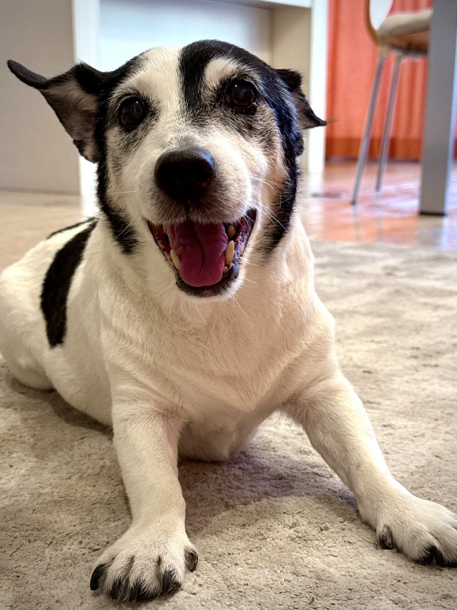 うちのワンころも今日で17歳🎂
まだまだ元気🕺