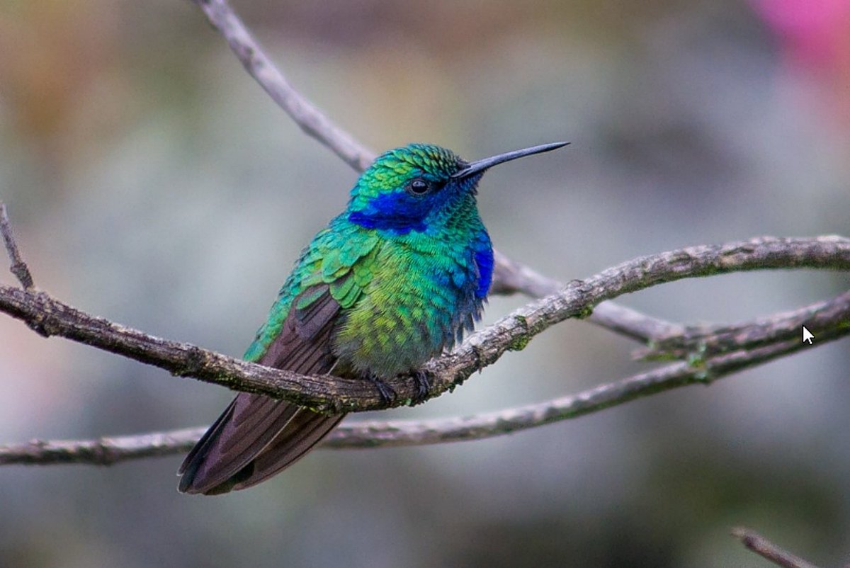 ElSalvadorBirds's tweet photo. Psst psst ¿Será que llegamos a los 12,000 seguidores? Cuéntale a tus amigos acerca de @ElSalvadorBirds
para que ellos también aprendan acerca de las bellas aves de El Salvador así como yo! https://t.co/P2Z5a0DKp9