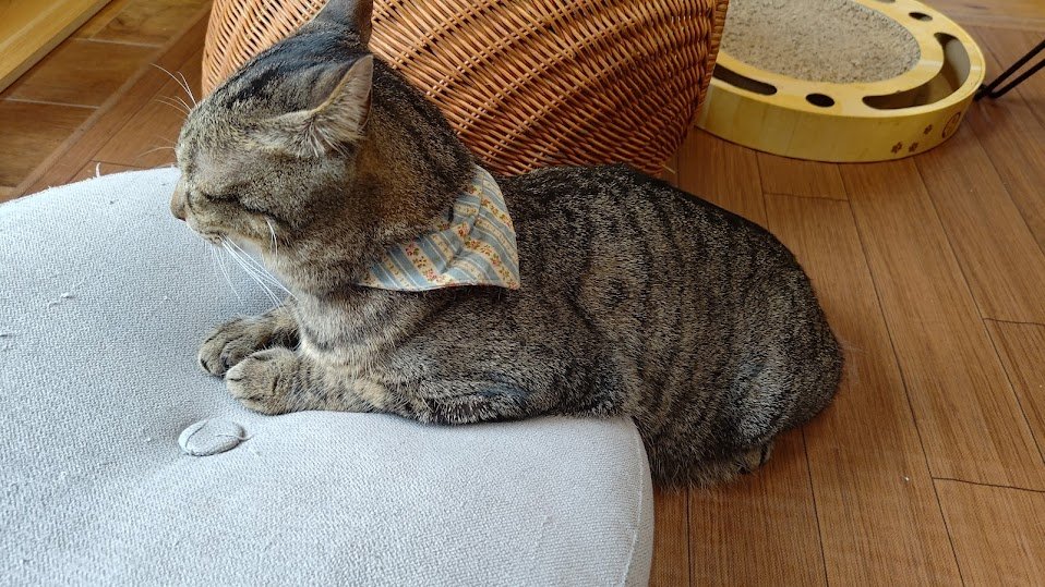 ちょっとちがうくない？
#猫 #猫好き #猫好きさんと繋がりたい