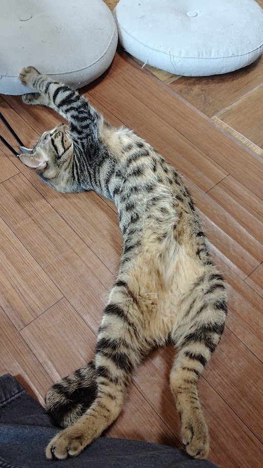のびー
#猫 #猫好き #猫好きさんと繋がりたい