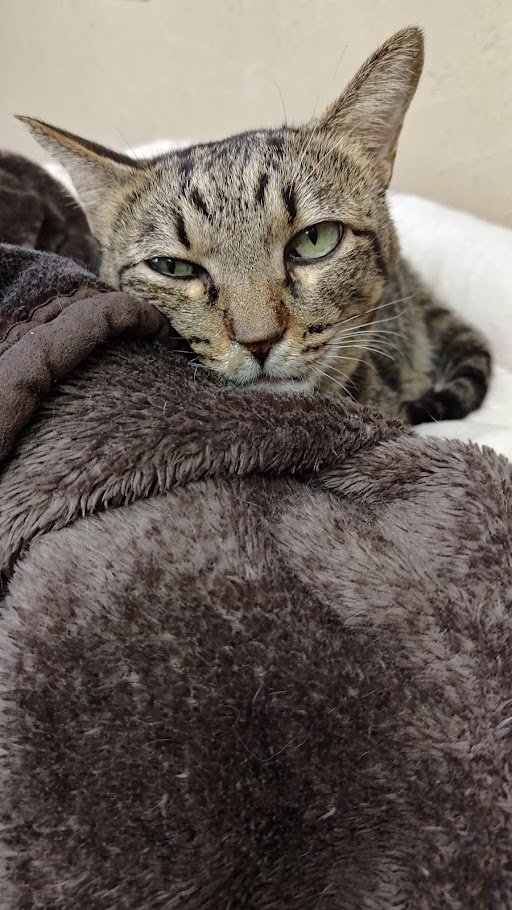 鼻水がたれてる
#猫 #猫好き #猫好きさんと繋がりたい