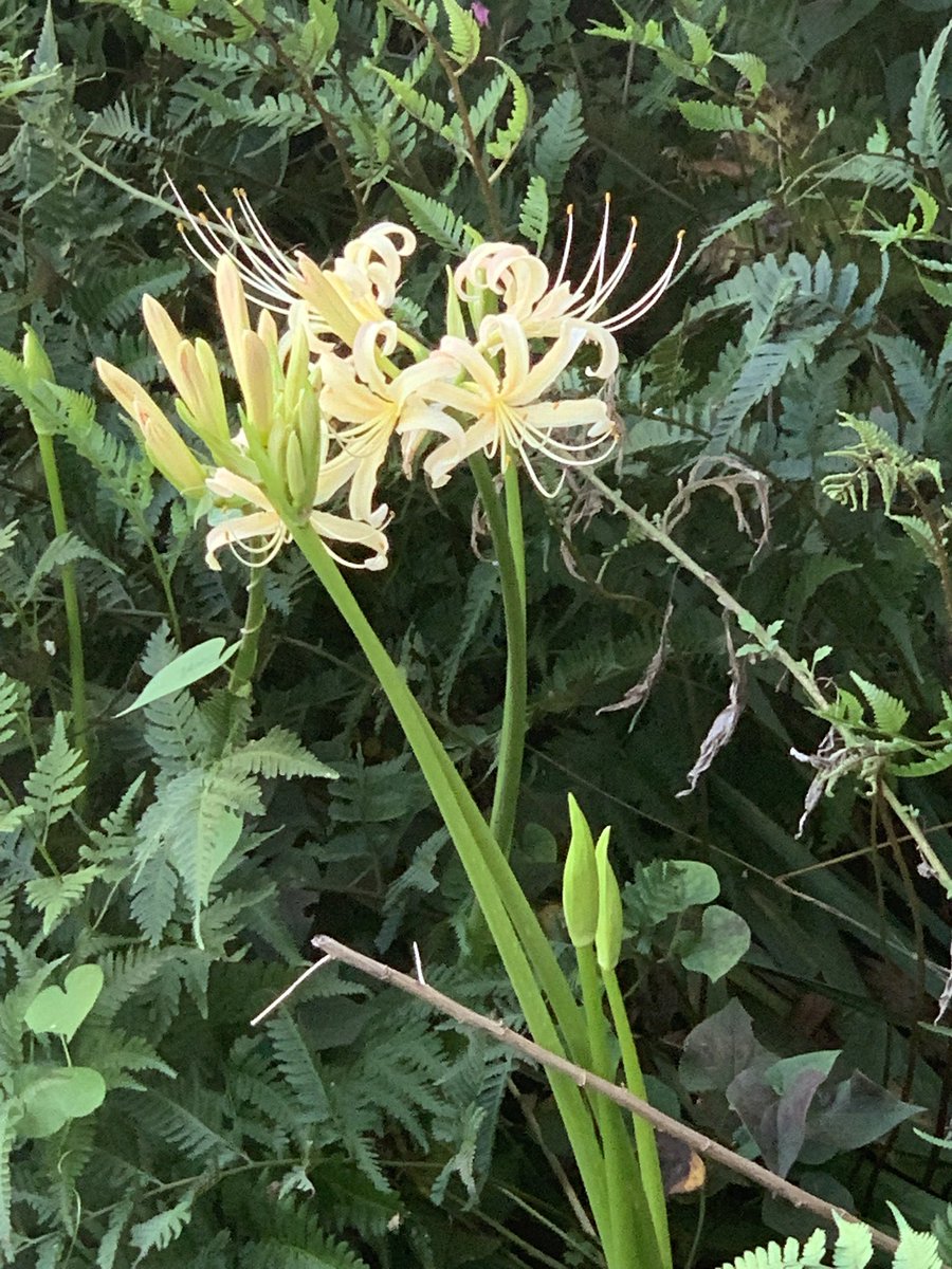 YASUスタジオ｜栃木県宇都宮市のレンタル撮影スタジオ、コスプレ撮影スタジオ、撮影サービスあり tweet media