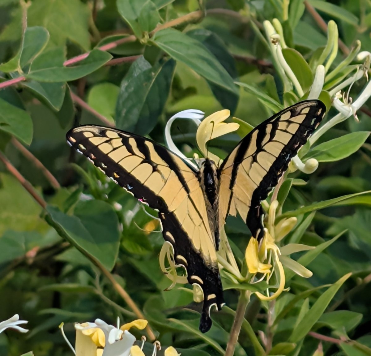 This reminds me. I saw a butterfly missing a chunk out of her wing but she was just doing her best fluttering around. wgmi folks