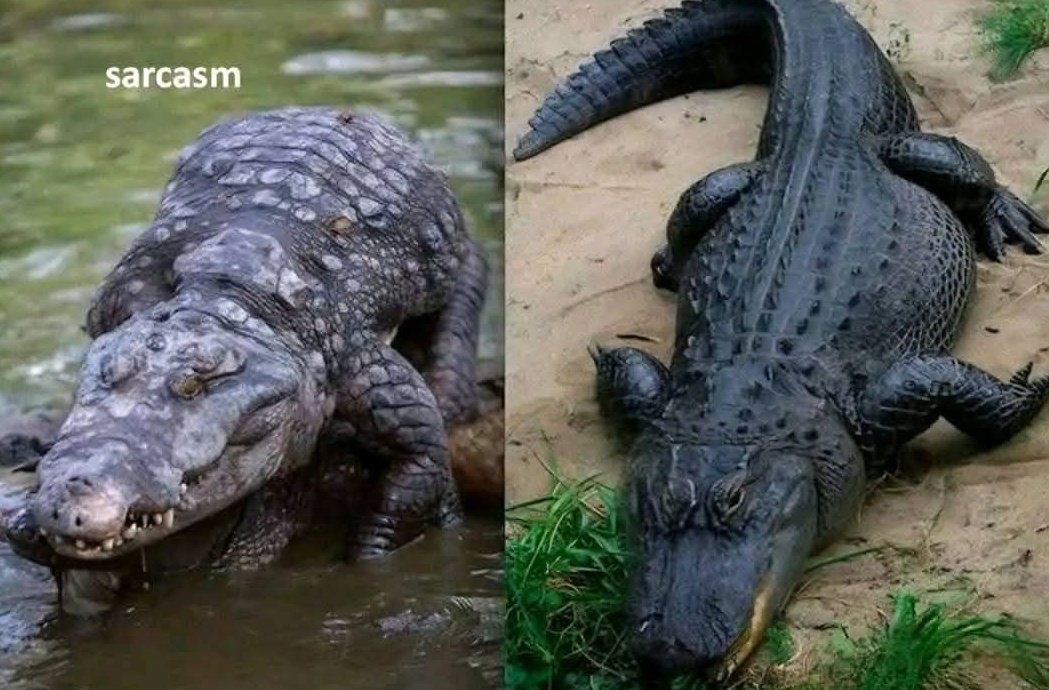 T_a_t_e_n_d_a's tweet image. For those who don't know the difference between a crocodile and an alligator ,the crocodile is the one next to the alligator!