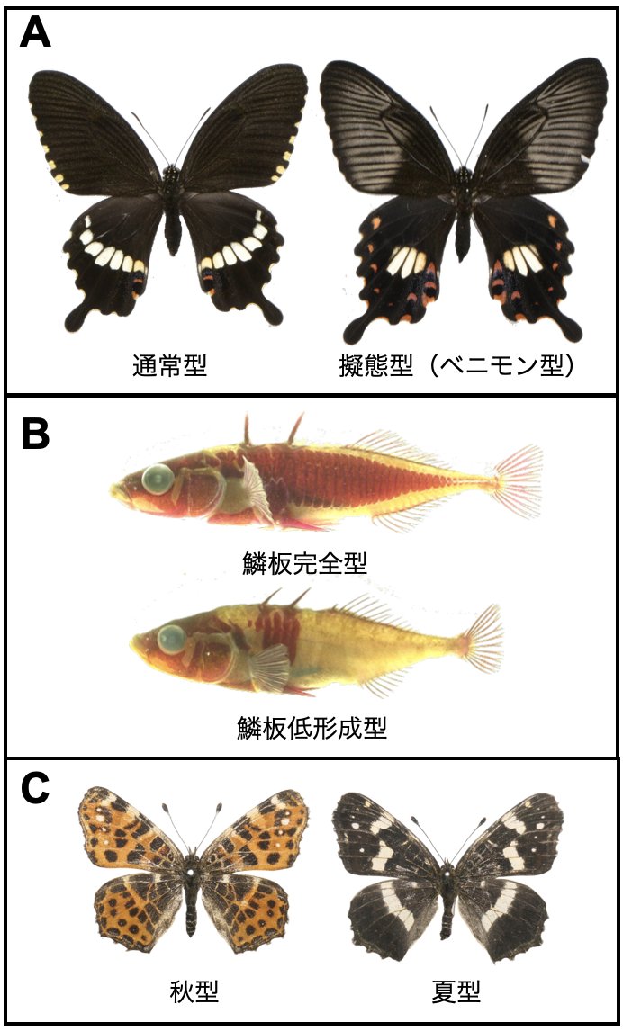 生物を分類する基本単位「種」は、互いに遺伝子を交換できない集団ですが、見た目が大きく違うのに同じ種のことも。どんな条件が揃うと種になり（＃種分化）、一方では種内の違い（#種内多型）として維持されるのでしょう。#北野潤 教授らが考察しました。#国立遺伝学研究所 nig.ac.jp/nig/ja/2025/09…
