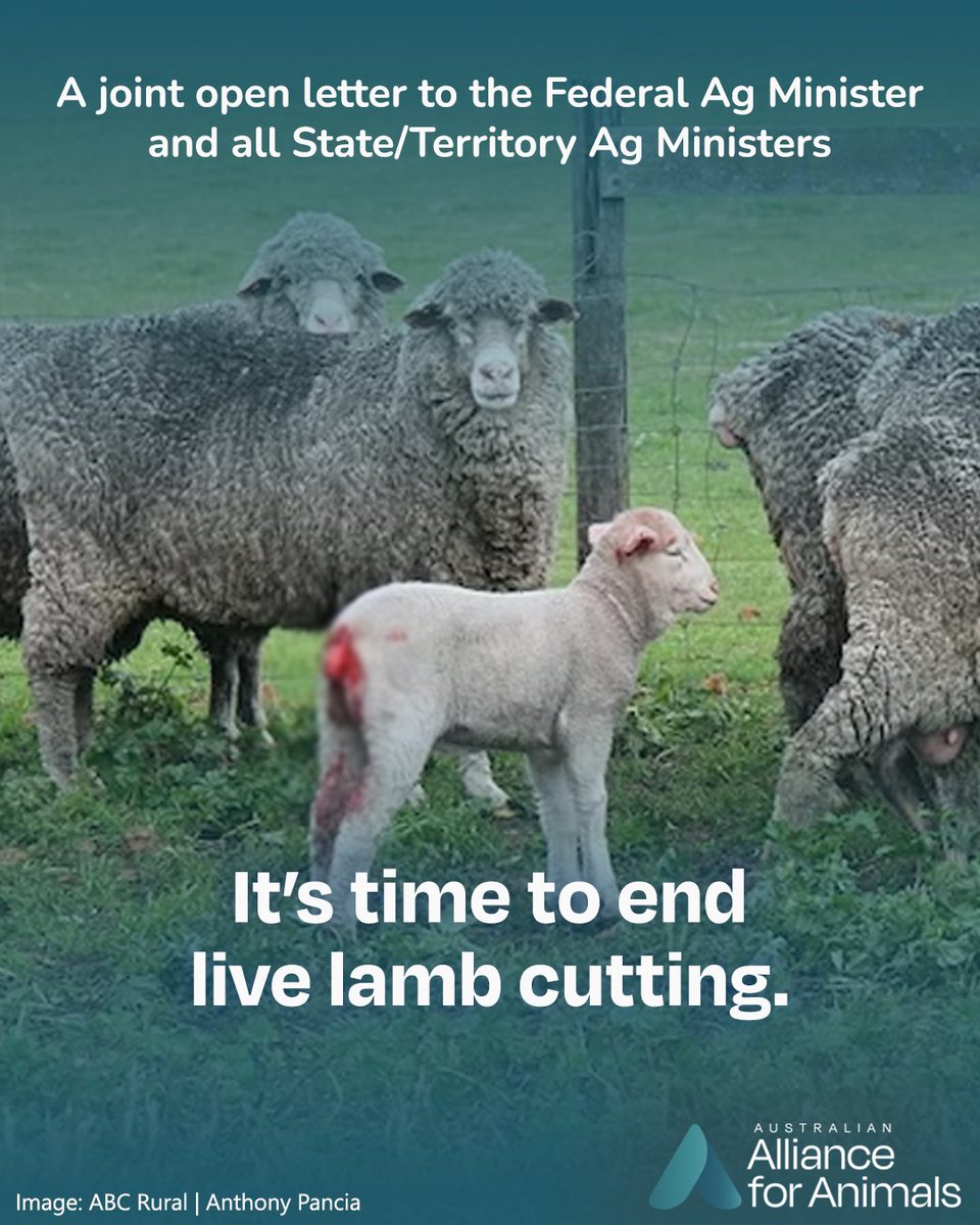 Australian Alliance for Animals tweet media