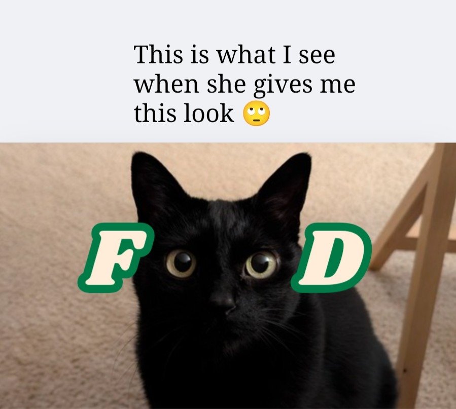 HuntFishTravel's tweet image. ...... Charlotte 🙄🙄

#CatsOfTwitter 
#catmom