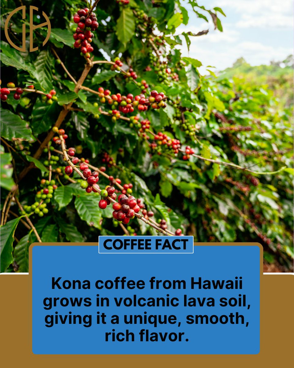 coffeehivein's tweet image. It&apos;s Fact Time.

#CoffeeHive #factpost #CoffeeCulture #facts #coffeefact #wednesdaywisdom #coffeeday #wednesdayvibes #NoidaCoffee #nowbrewing #konacoffee #hawaii