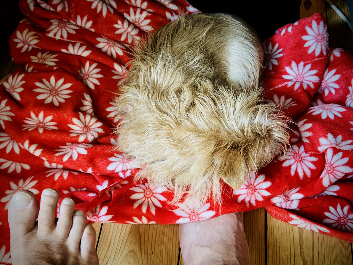 Paul Linnet (@paullinnet) on Twitter photo My special foot warmer this morning! ❤️ - and no, my feet are not the wrong way round, my legs are crossed! 😂😂 My special foot warmer this morning! ❤️ - and no, my feet are not the wrong way round, my legs are crossed! 😂😂