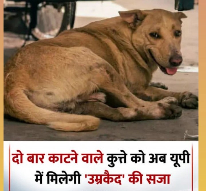 Er.Patel Sumit Verma (@sumitve03920107) on Twitter photo 📢दोगेश भाई पर फिर खतरा 🐯
📰 यूपी सरकार का नया आदेश
अब अगर कोई आवारा कुत्ता बिना उकसावे के दो बार काटेगा, तो उसे मिलेगी उम्रकैद की सज़ा 🐕
👉 पहली बार काटने पर: निगरानी + नसबंदी + माइक्रोचिप
👉 दूसरी बार काटने पर: स्थायी कैद / शेल्टर में रखा जाएगा 
#राष्ट्रीय_बेरोजगार_दिवस 📢दोगेश भाई पर फिर खतरा 🐯
📰 यूपी सरकार का नया आदेश
अब अगर कोई आवारा कुत्ता बिना उकसावे के दो बार काटेगा, तो उसे मिलेगी उम्रकैद की सज़ा 🐕
👉 पहली बार काटने पर: निगरानी + नसबंदी + माइक्रोचिप
👉 दूसरी बार काटने पर: स्थायी कैद / शेल्टर में रखा जाएगा 
#राष्ट्रीय_बेरोजगार_दिवस