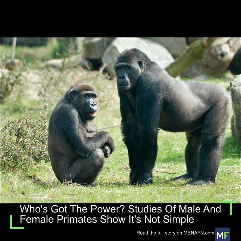 MENAFN's tweet image. Who's Got The Power? Studies Of Male And Female Primates Show It's Not Simple #Who's #Power? #Studies #Male #Female #Primates #Show #It's #Simple #USA #Russia #Biden #Ukraine #War #Palestine #Gaza #Israel # dlvr.it/TN6pk6