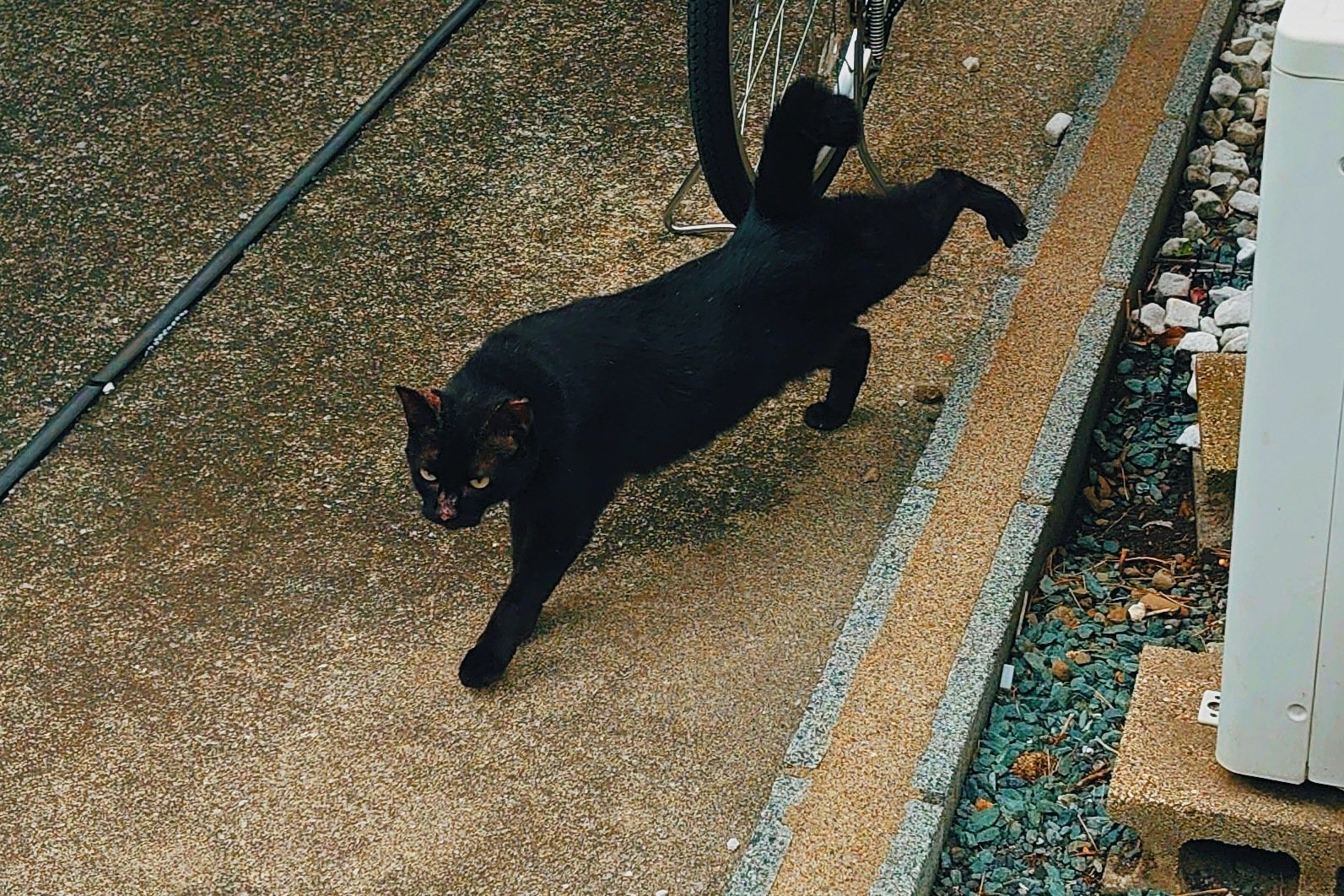 黒猫 みっけ 黒ねこ意匠個展」2024年2月9〜17日開催（東京・京橋