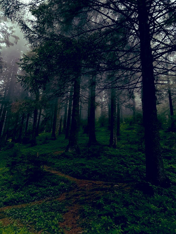 Writing Prompt:

The hardwood forest swallows the light, its trunks black as old iron. Locals say it remembers every soul that enters. When you find your name carved deep into the bark, you realize it was waiting for you.

#writing