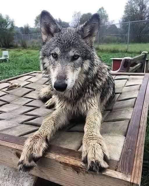 𝐀𝐫𝐞 𝐲𝐨𝐮 𝐚 𝐇𝐮𝐠 𝐅𝐚𝐧 𝐨𝐟 𝐖𝐨𝐥𝐯𝐞𝐬 𝐉𝐮𝐬𝐭 𝐭𝐲𝐩𝐞 𝐛𝐢𝐠 𝐘𝐄𝐒 🐾🐾🤎🐾🤎🐾