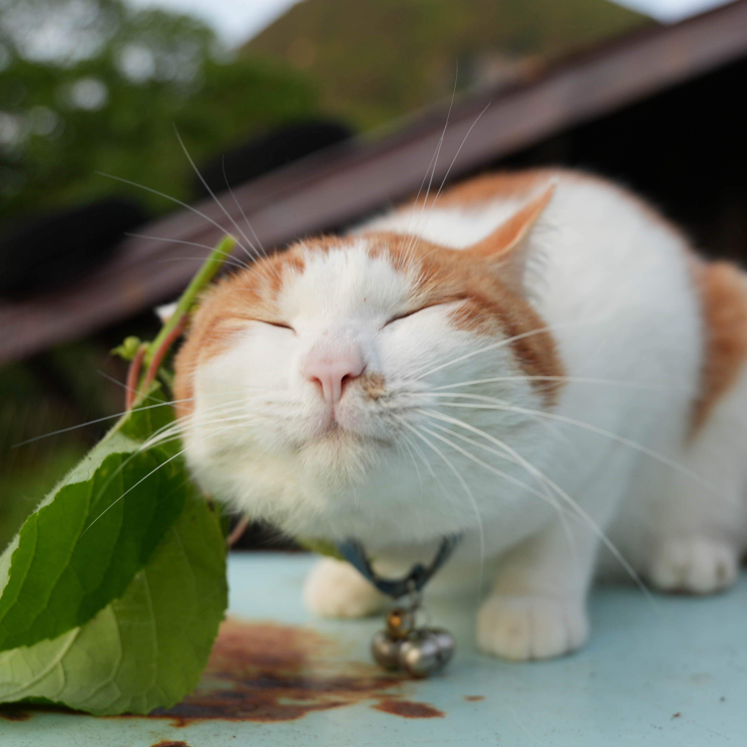 のせ猫 Amazon.co.jp: のせ猫～かご猫シロと3匹の仲間たち : SHIRONEKO: 本