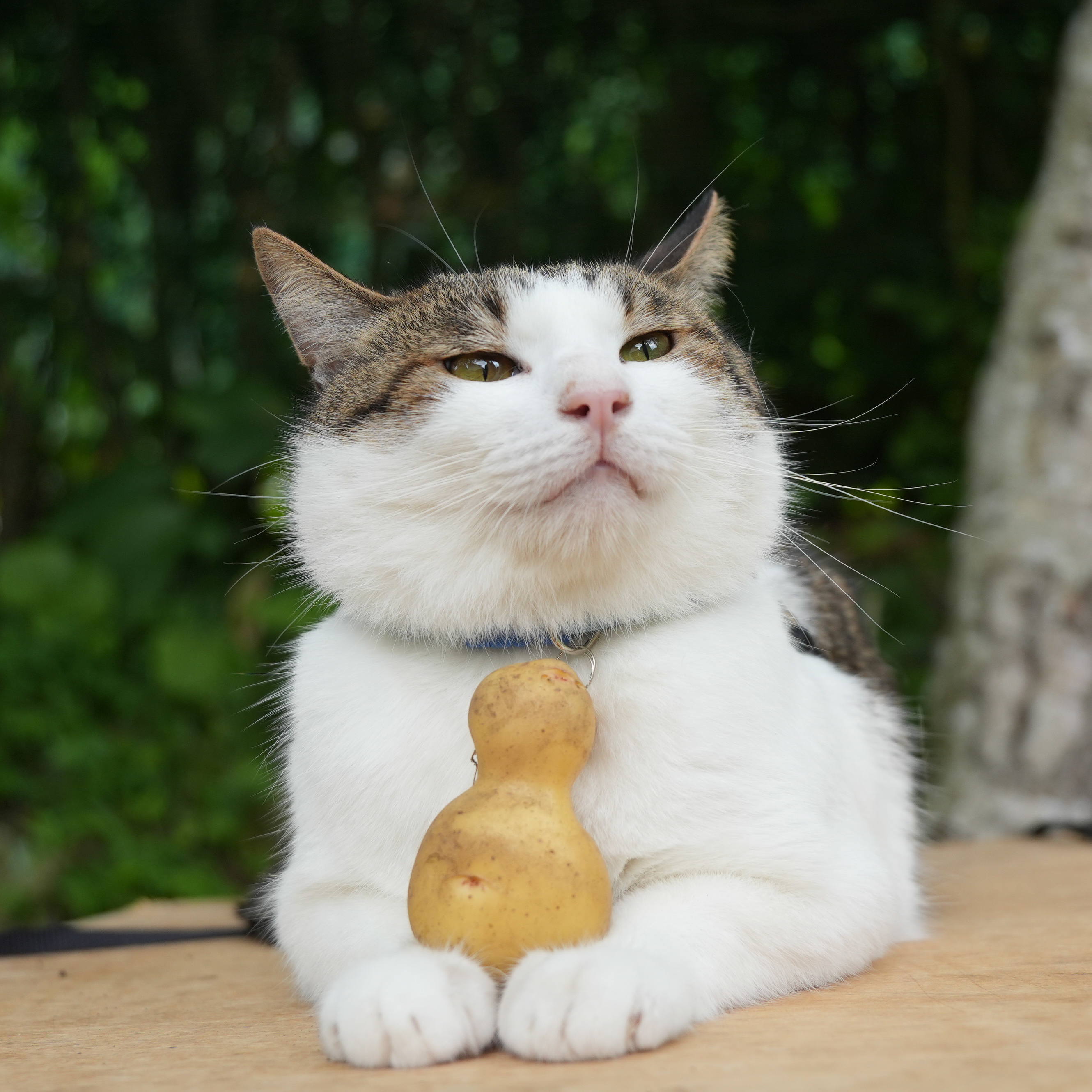 かご猫 blog on X: 