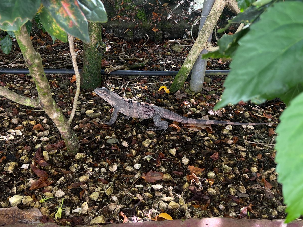 America's Team (@amteamsport) on Twitter photo Huge lizards in Costa Rica! Huge lizards in Costa Rica!