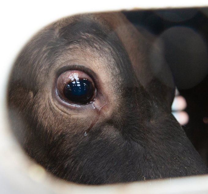 Daily we scream in torment &amp; agony &amp; we resist. You neither hear us nor see the violence inflicted upon us, yet in callous, egomaniacal arrogance you think you’re qualified to rationalise &amp; excuse the atrocities inflicted upon us

We are #OneBillionScreams 
We are <a href="/PolAnimalClass/">We Are One Billion Screams</a>