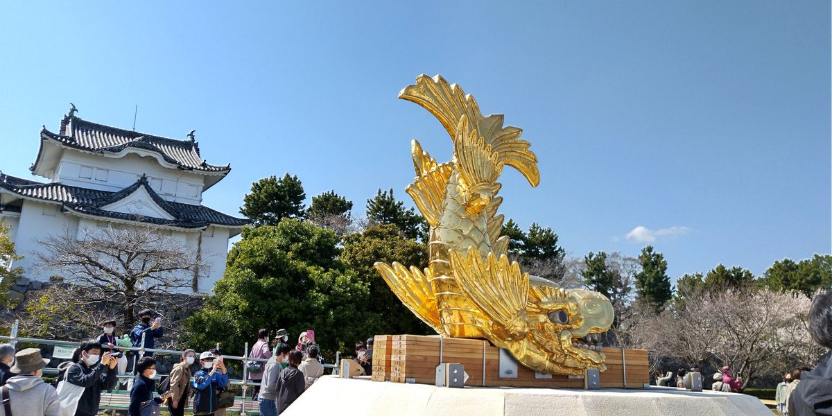 i_love758's tweet image. 地上に舞い降りた金鯱

コロナ禍の2021年、名古屋城のシンボル　金鯱が地上に舞い降りました。まばゆいですね。
#名古屋城
#NagoyaTour