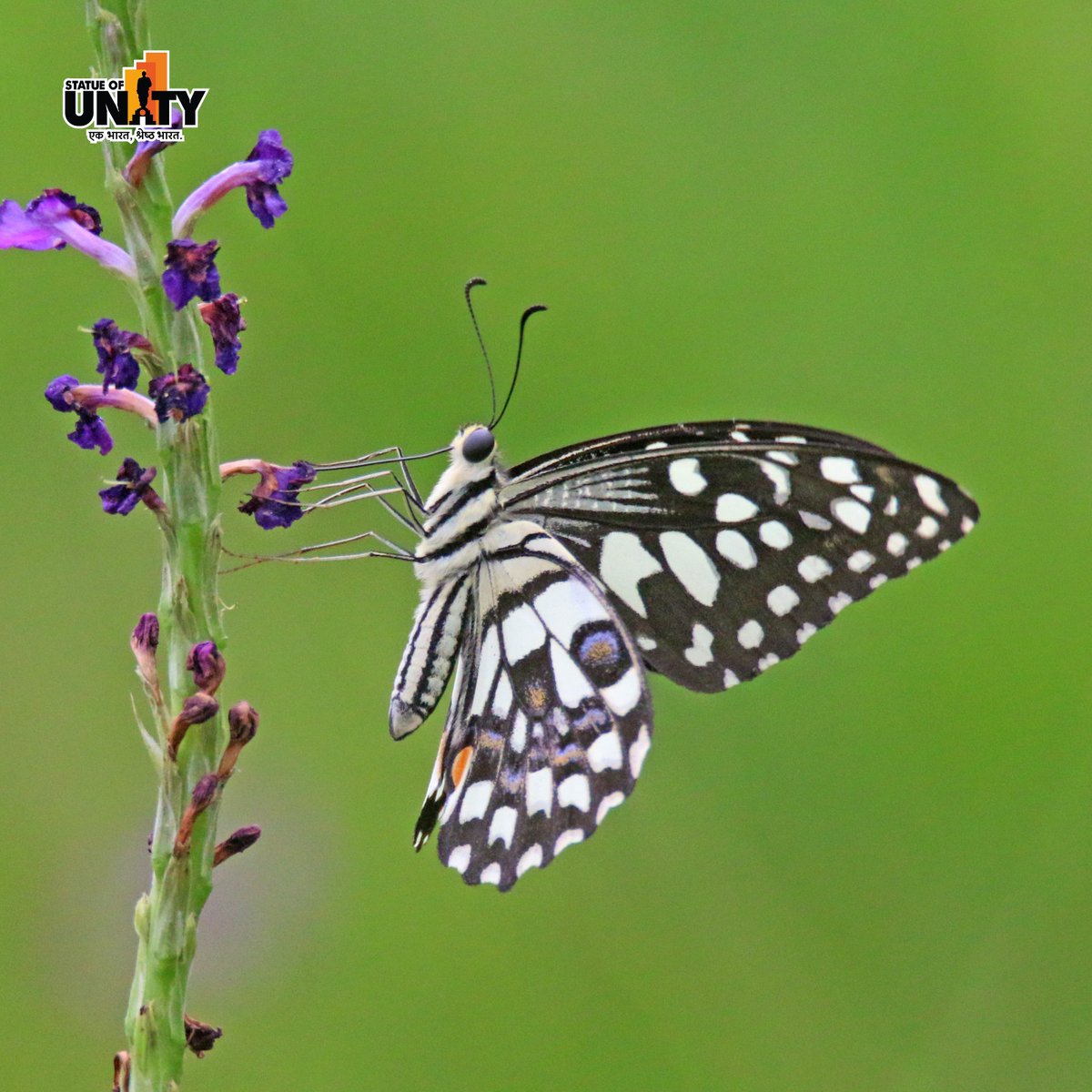 souindia's tweet image. Step into the Butterfly Garden at the Statue of Unity and experience nature’s magical world this monsoon! #MonsoonMagic #MonsoonVibes #ButterflyGarden #StatueOfUnity #EktaNagar #150YearOfSardarPatel