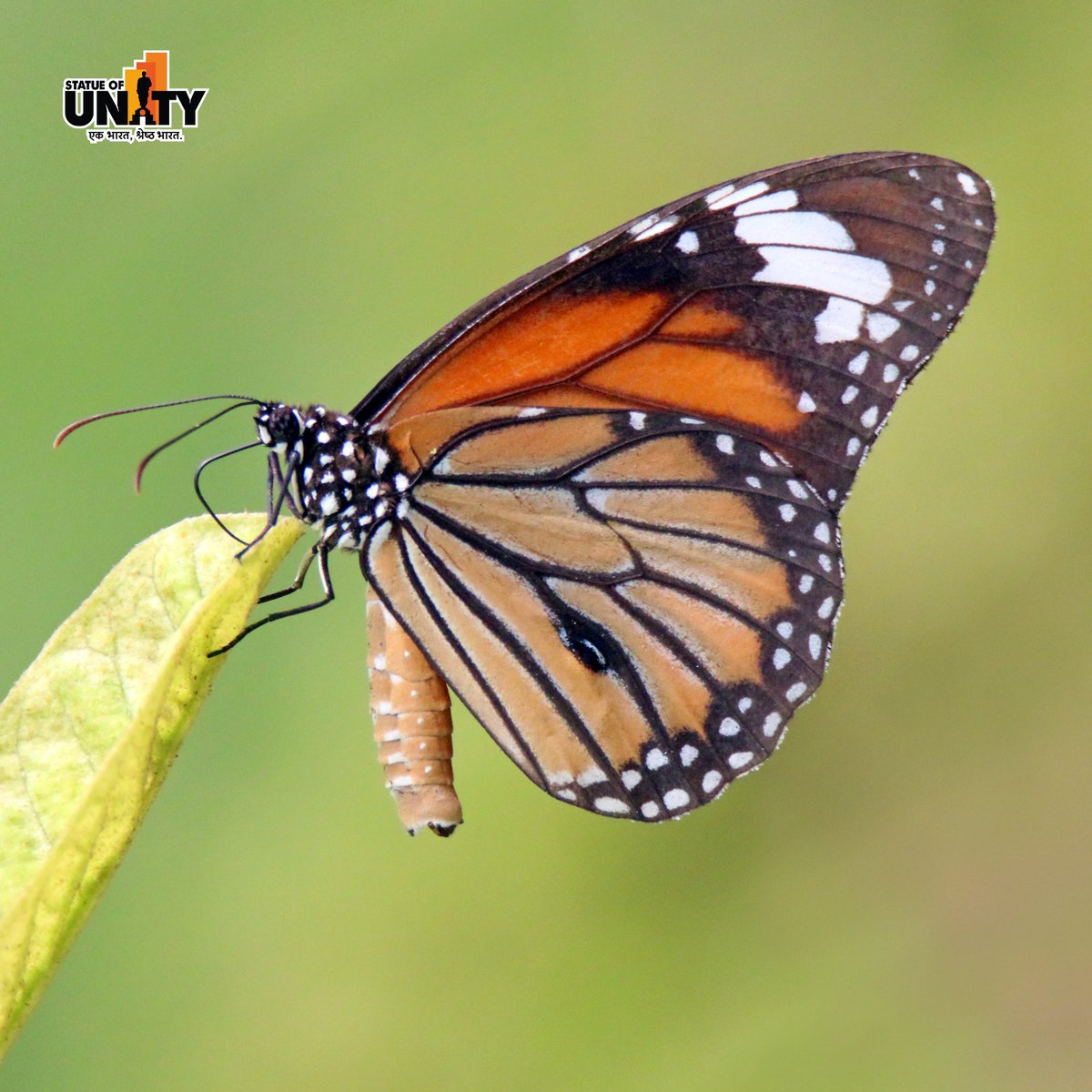 souindia's tweet image. Step into the Butterfly Garden at the Statue of Unity and experience nature’s magical world this monsoon! #MonsoonMagic #MonsoonVibes #ButterflyGarden #StatueOfUnity #EktaNagar #150YearOfSardarPatel