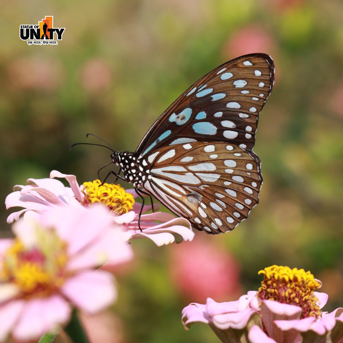 souindia's tweet image. Step into the Butterfly Garden at the Statue of Unity and experience nature’s magical world this monsoon! #MonsoonMagic #MonsoonVibes #ButterflyGarden #StatueOfUnity #EktaNagar #150YearOfSardarPatel