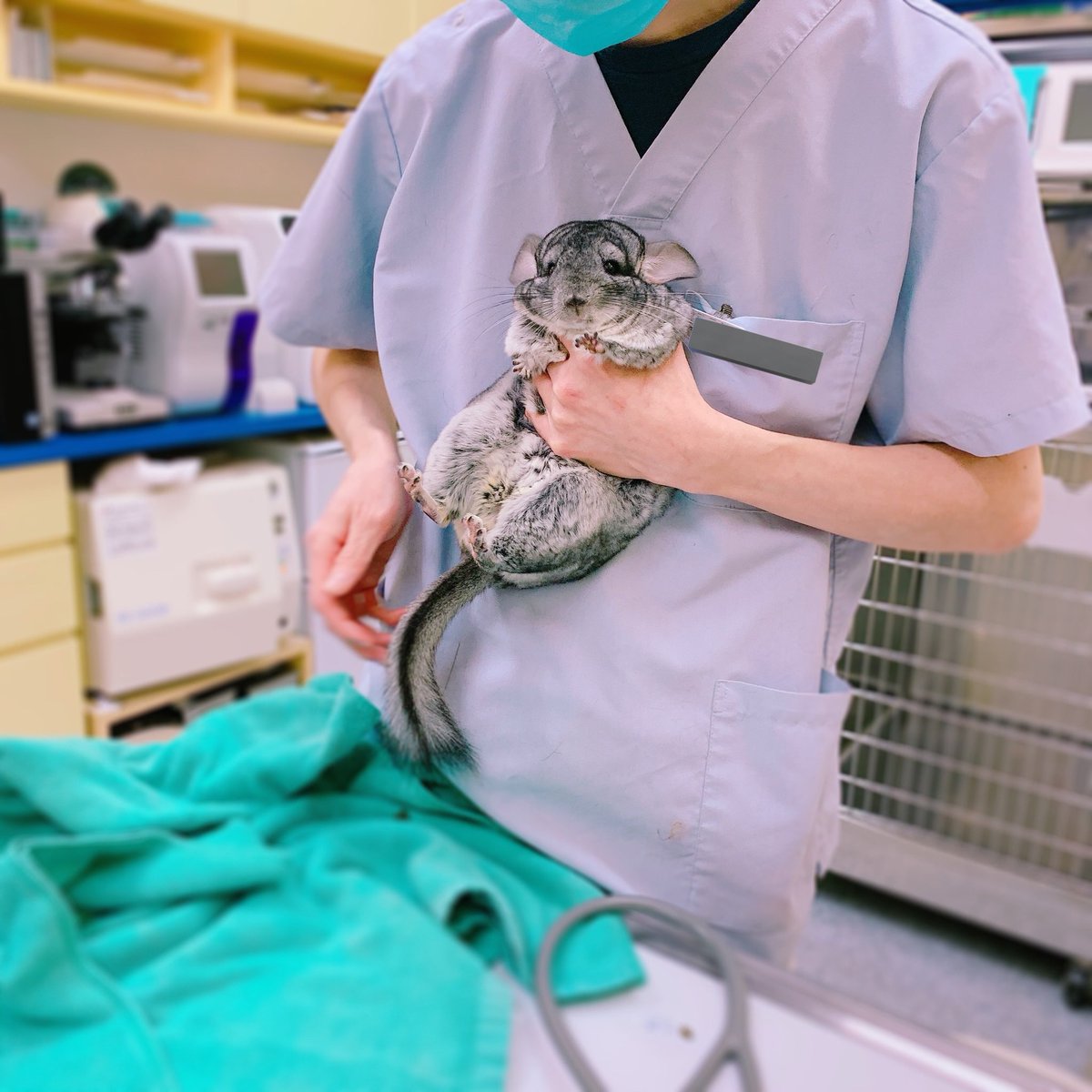 sumochinchilla's tweet photo. 役立たずの飼い主を許さない顔すぎるやつ https://t.co/YJKtBEHFNh