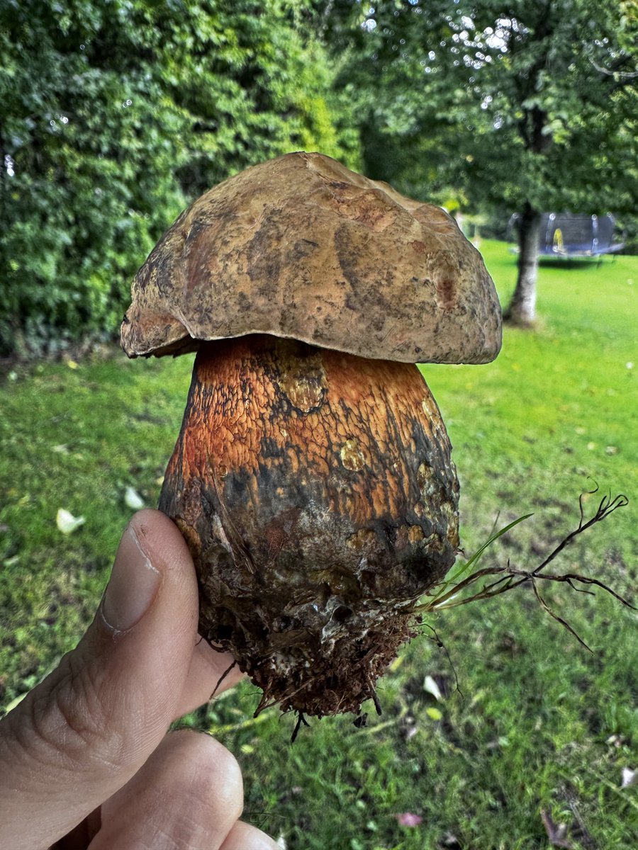 quantockenviro's tweet image. Beautiful Bolete #mushroom #Quantocks