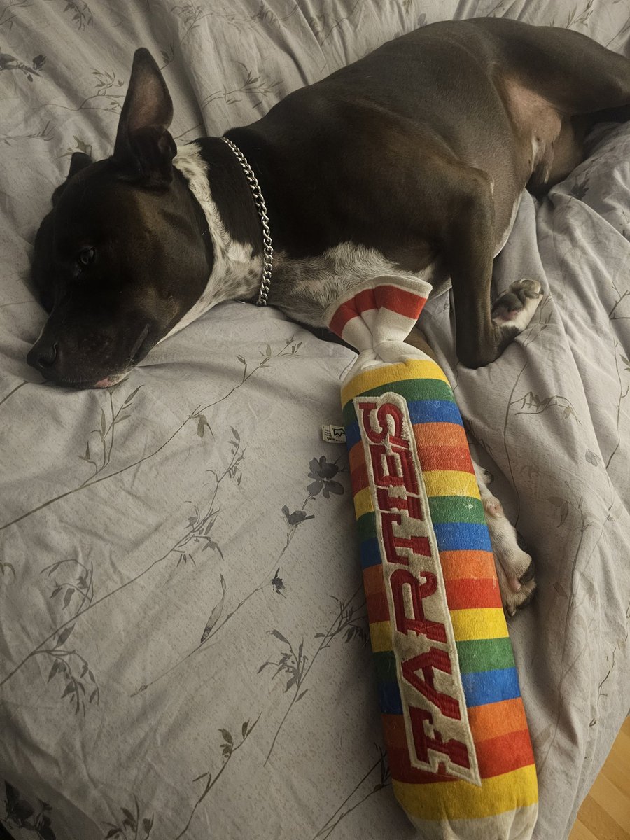 TripletDad007 - MagicCarpetRide369 (@007mccrypto1) on Twitter photo Since we are coming up on Halloween, some of you may get Smarties. My pits new favorite toy is Farties... he takes it room to room. Since we are coming up on Halloween, some of you may get Smarties. My pits new favorite toy is Farties... he takes it room to room.