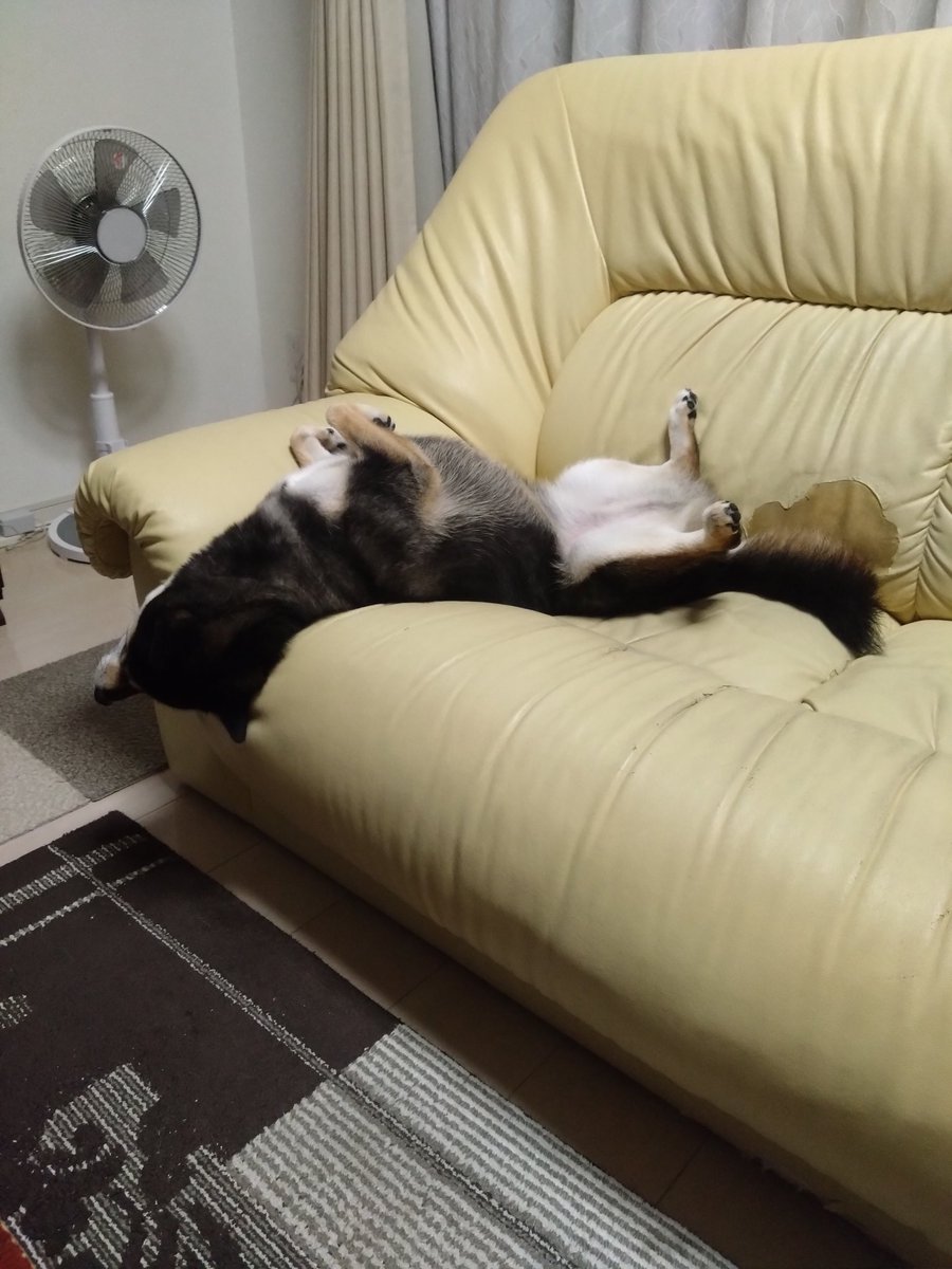 takac426's tweet photo. 世界陸上、眠り姫に憧れた柴犬

#世界陸上
#おはぎ
#柴犬 https://t.co/TZTEPXPcX2