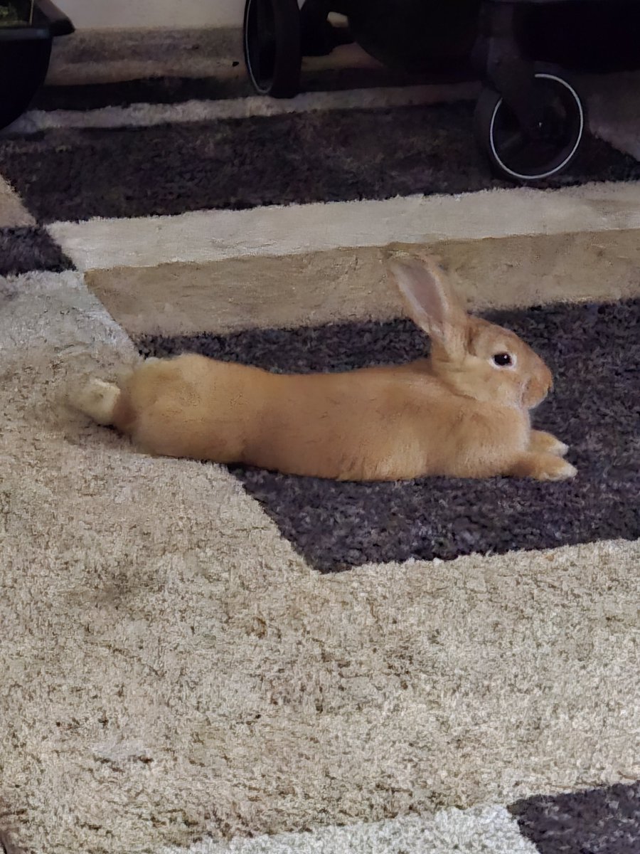 AThegreat100's tweet photo. Alexis is learning to play, and she’s as curious and clever as her brother, Alex was our baby boy, and we carry him in our hearts. (RIP) #bunlife #foreveralexthegreat #rabbit #bunny #rabbits #AdoptDontShop #pets #cute #cutepets https://t.co/2OwZrjSKEk