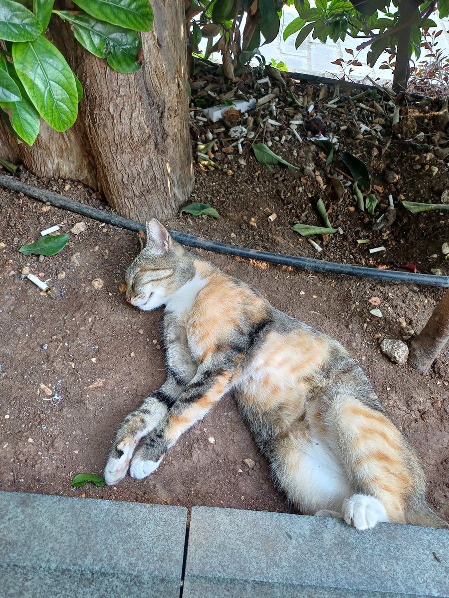 𝓥𝓮𝓵𝓱𝓪𝓼ı𝓵 tweet media