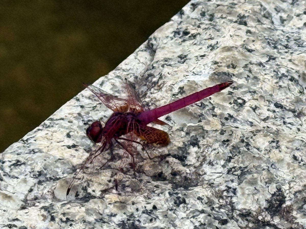 本ぼけ珊瑚 観音像 台込高さ約14.5㎝/138g 東Y7-0729