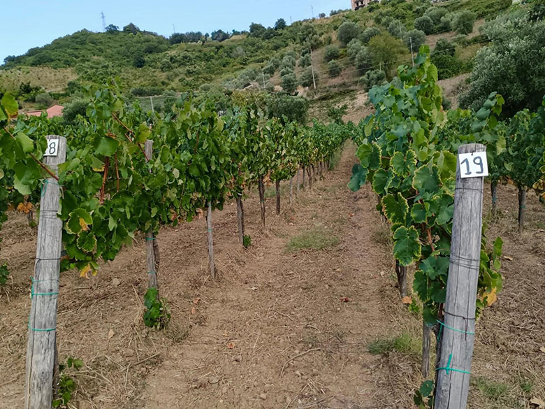 #Produttori
METODO CLASSICO E METODO ANCESTRALE IN TERRA CILENTANA: L'AVVENTURA DI CORTE LAUREANA
Una nuova realtà che ha già chiaro il proprio intento, diventare la cantina spumantistica del Cilento. L’idea nasce da Paolino Serpico e da suo figlio...
lavinium.it/metodo-classic…